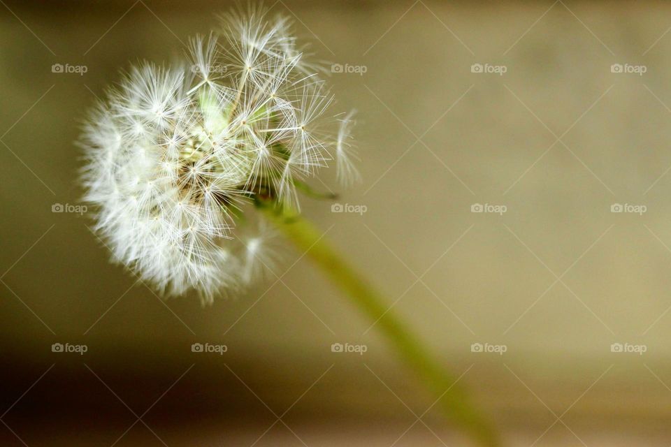 Dandelion 