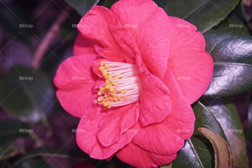 Red Camellia 
Springs 
California Flowers