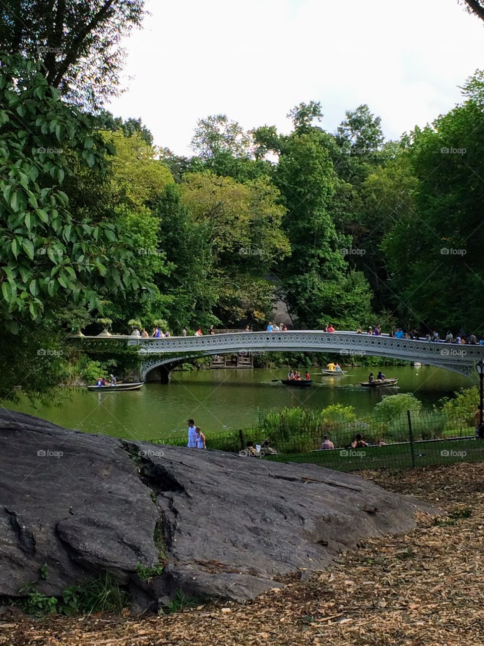 Green in Central Park 