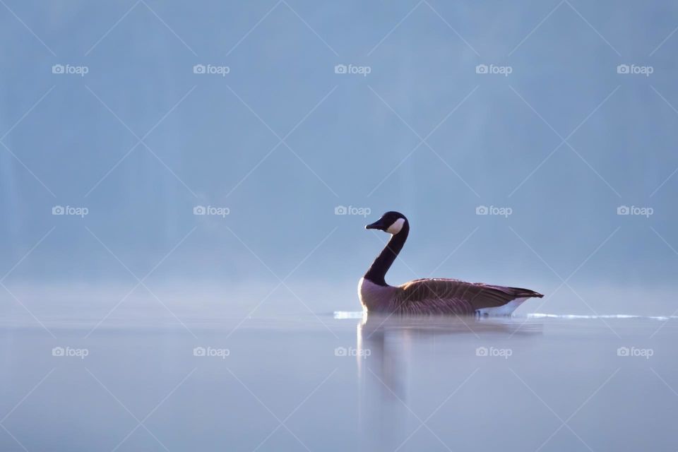 A Canada Goose peacefully drifts by on a calm foggy morning. 