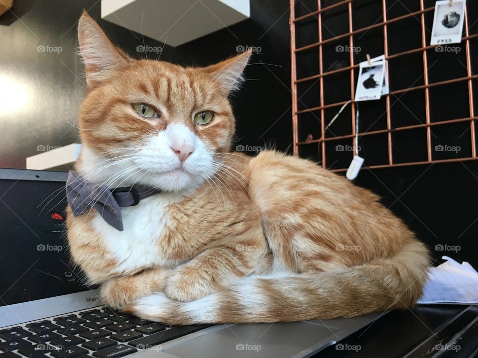 This cat means business. Ginger cat with a bow tie, laying on a laptop.