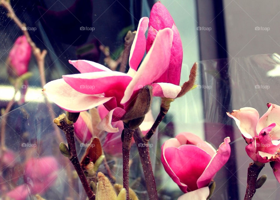 Magnolia blooming