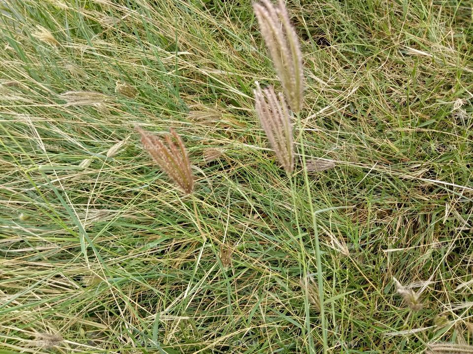 gree grass