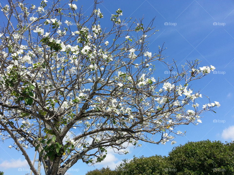 flowering tree. tree in bloom