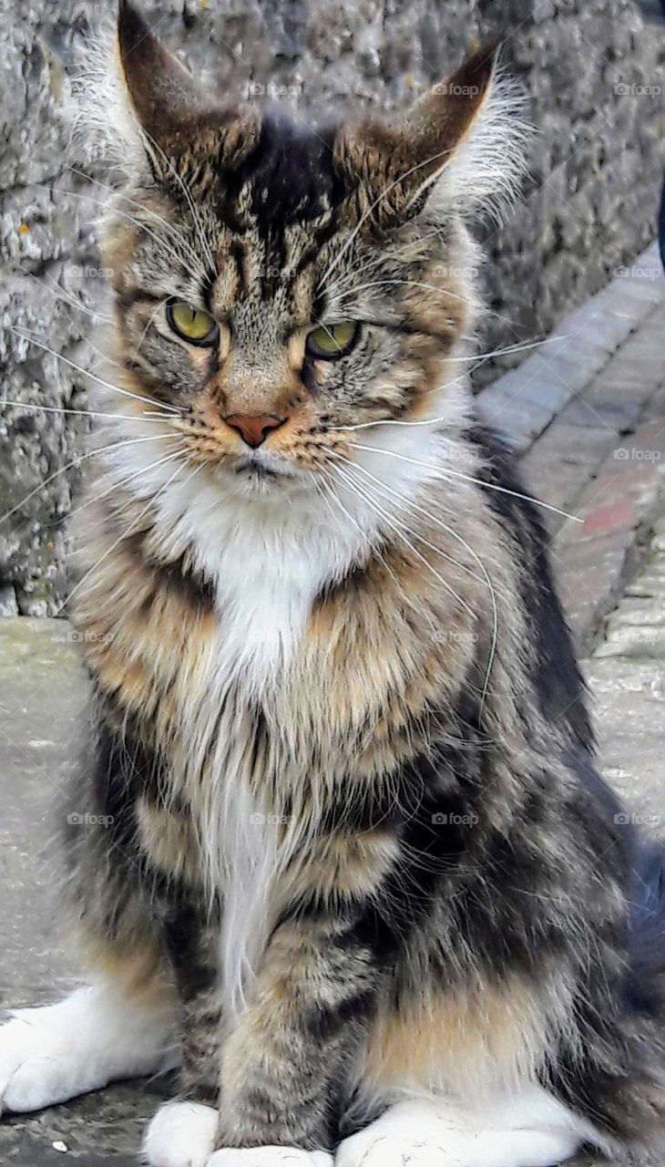 This cat was fighting with another cat just before I took this photo so this was why he looked so angry