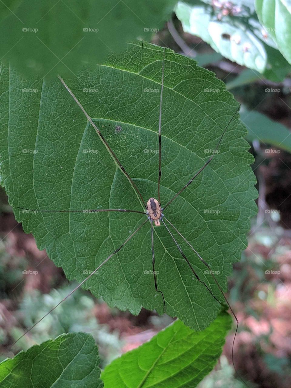 Daddy Long-legged Spider
