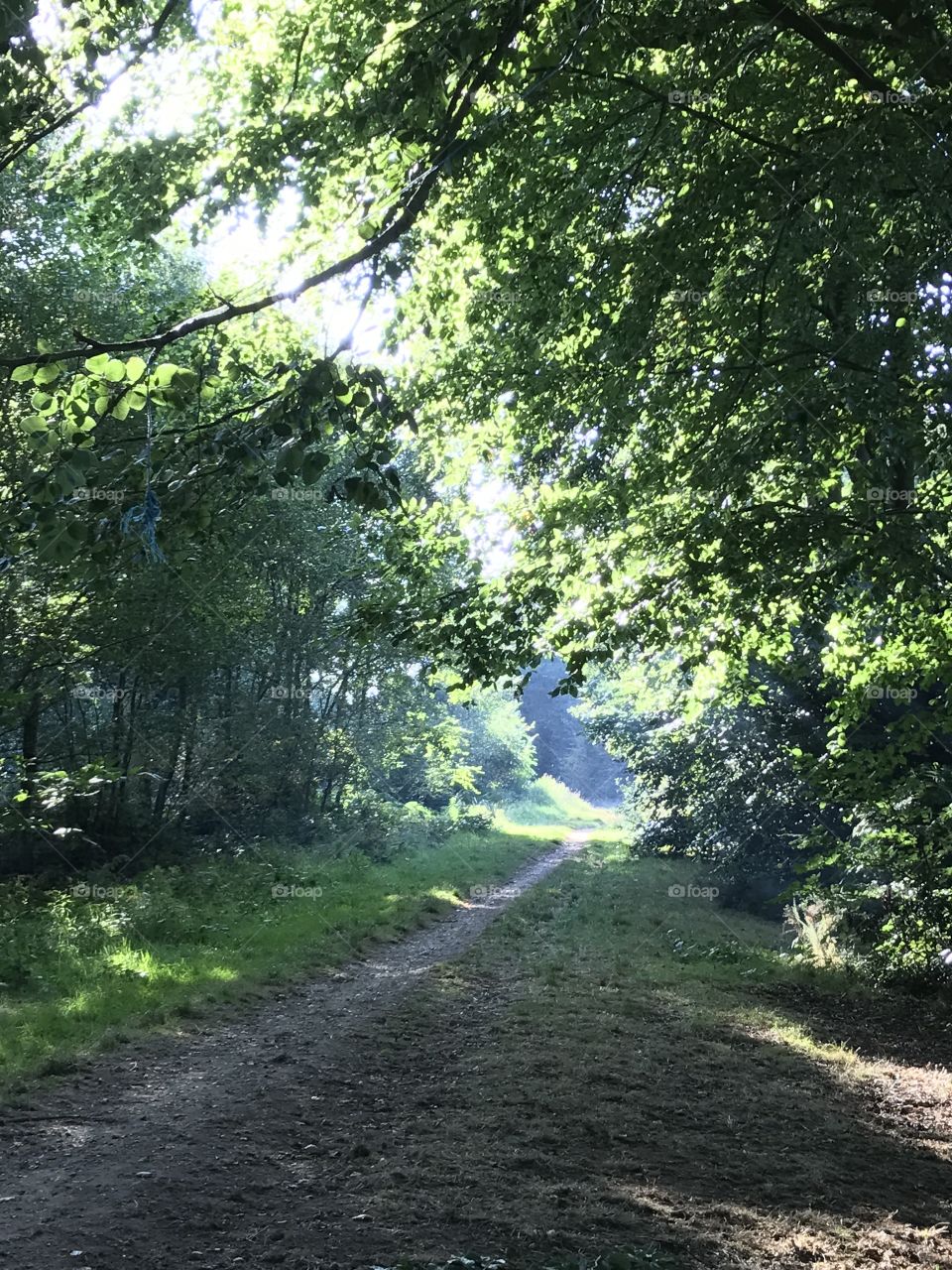 Walk in some British woods