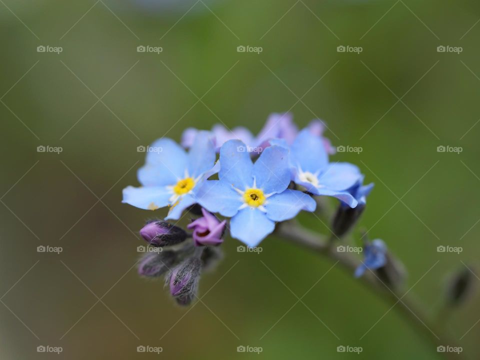 Forget-me-not in spring