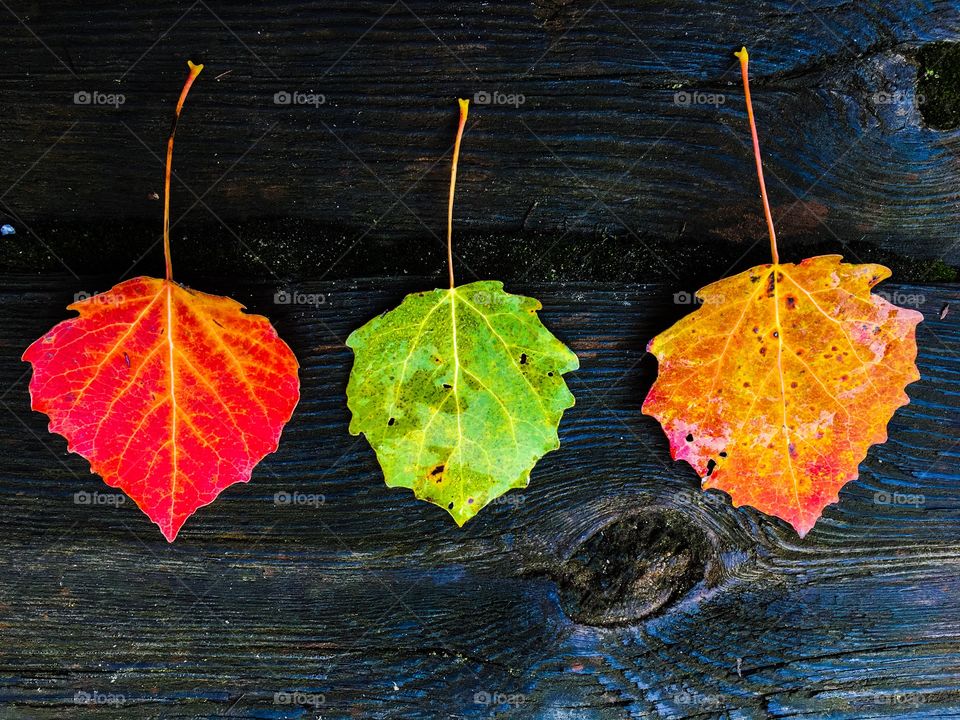 Fall, Leaf, Maple, Nature, Wood