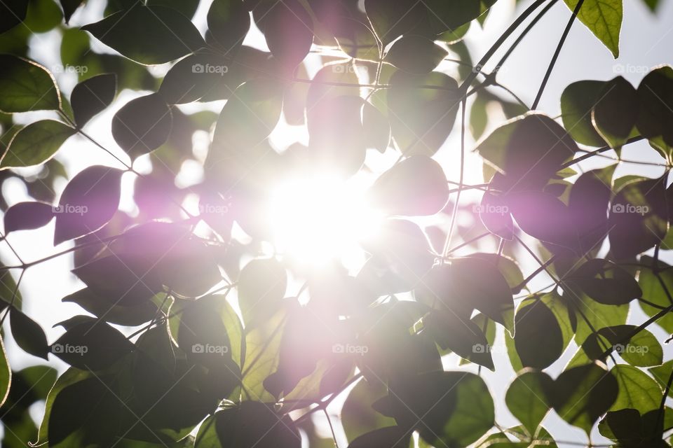 Light through leaves