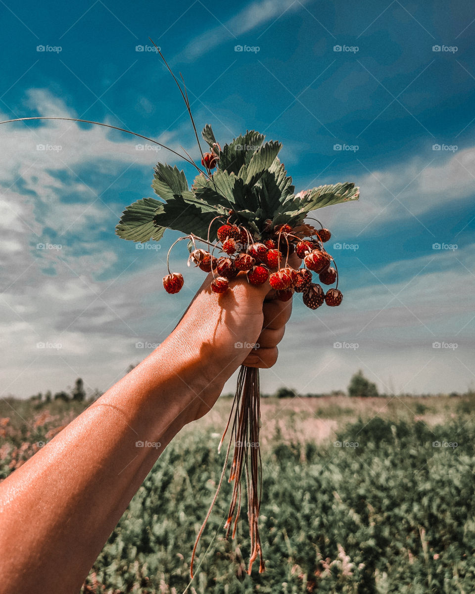 wild strawberries