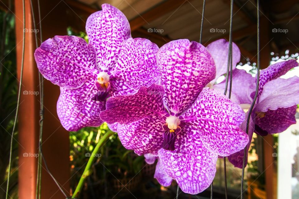 orchid