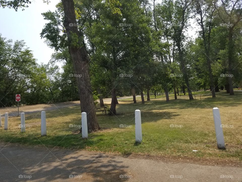 Tree, Landscape, No Person, Road, Cemetery