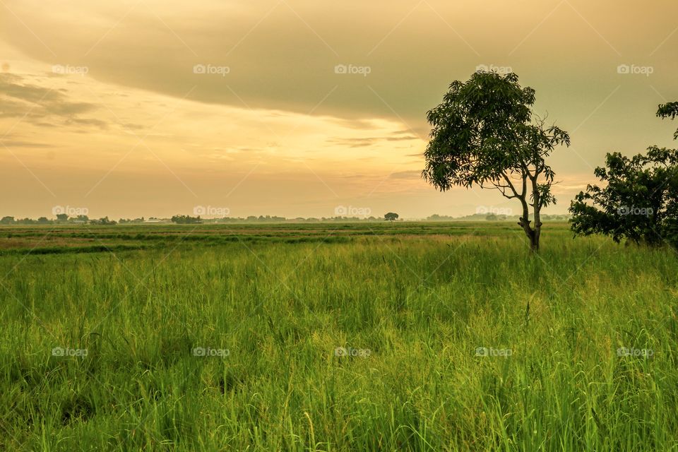 A Mango tree at the right side of my composition, over viewing the Fields with greenish grass after the harvest season..