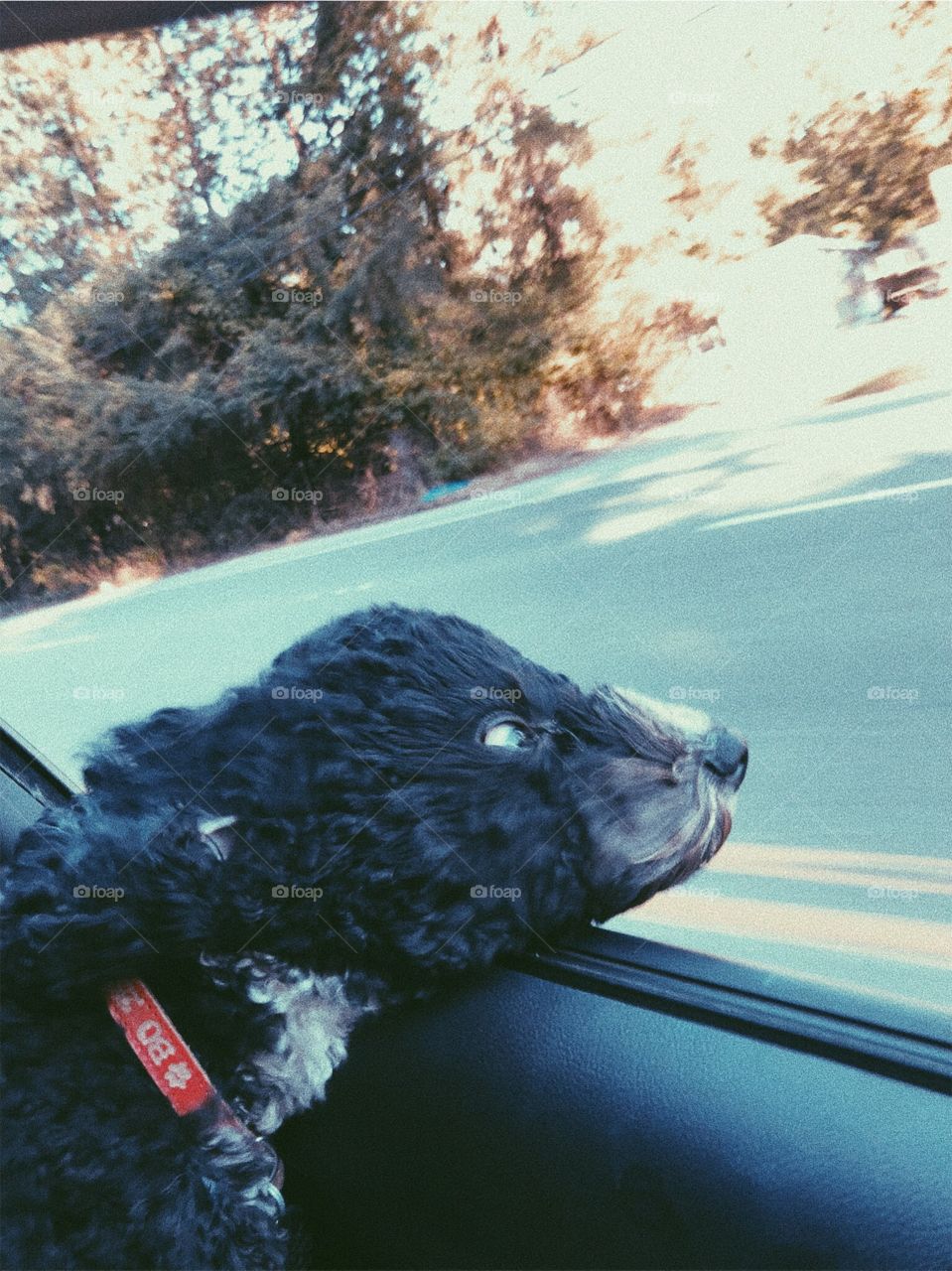 car rides are a dogs happy place