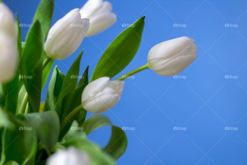 White tulips