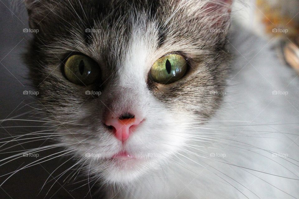 a cat with green eyes is looking at you closely