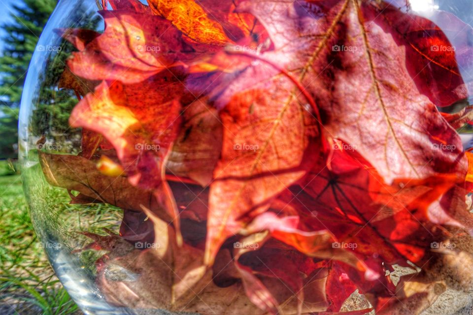 Autumn Color. Leaves in Glass