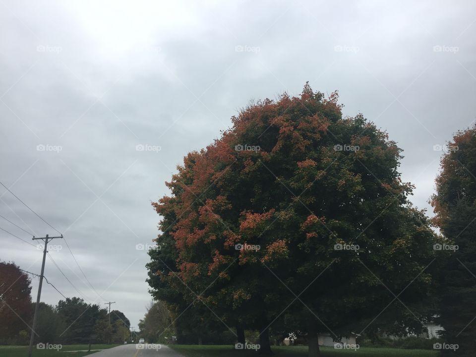 Fall Trees