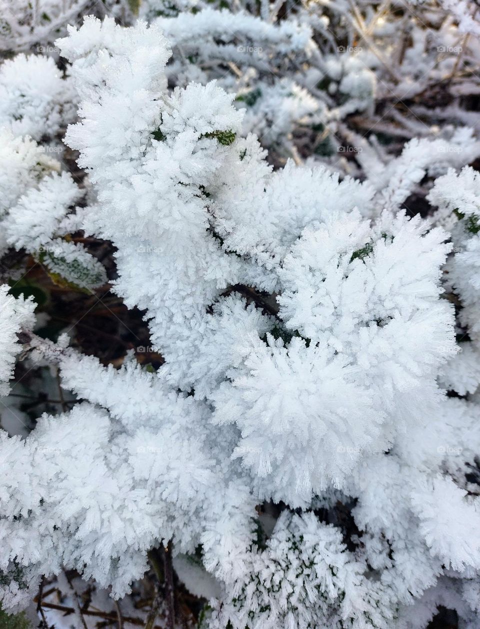 A winter walk in the forest with a display of frost and ice crystals