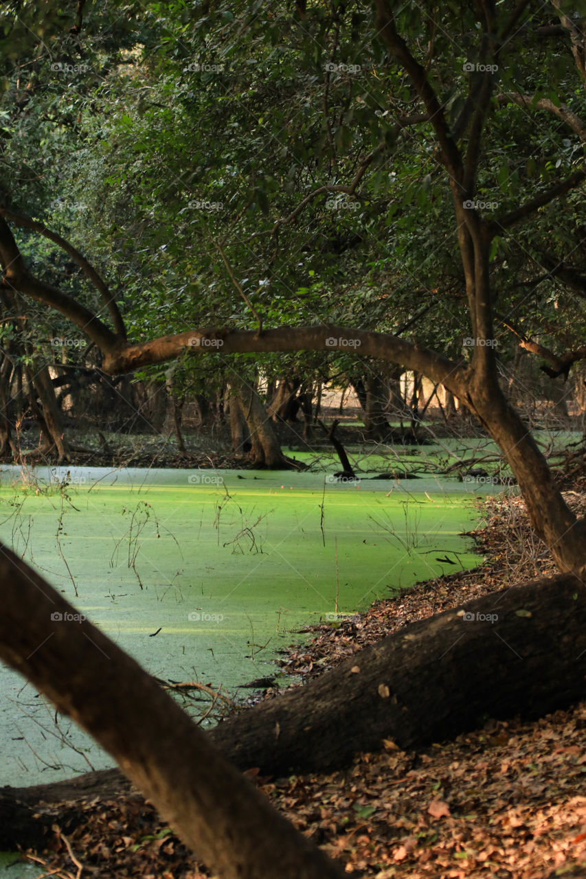 Green path.
The aforesaid pick was taken by me in the swampy lands at Keoladeo National Park in Bharatpur in Rajasthan in India. Keoladeo is one of the most renowned bird sanctuary and large number of migratory birds visit the park from around the world including Siberia in winter season. It's a UNESCO world heritage site.
