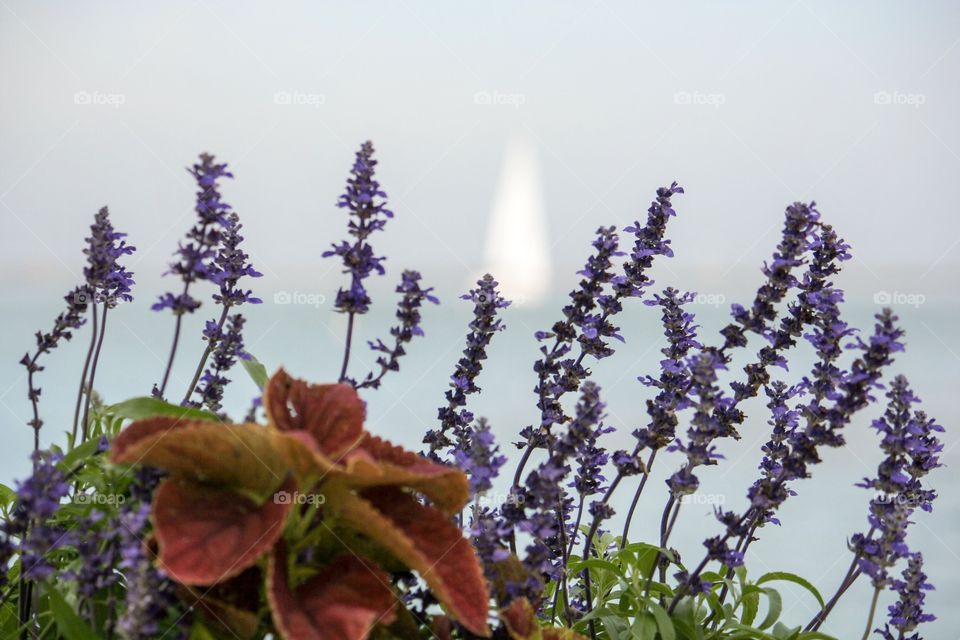 Harbor Flowers