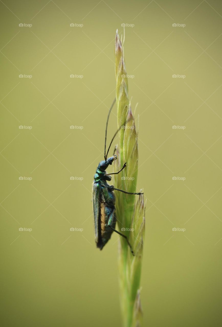 Bug sitting on grass 