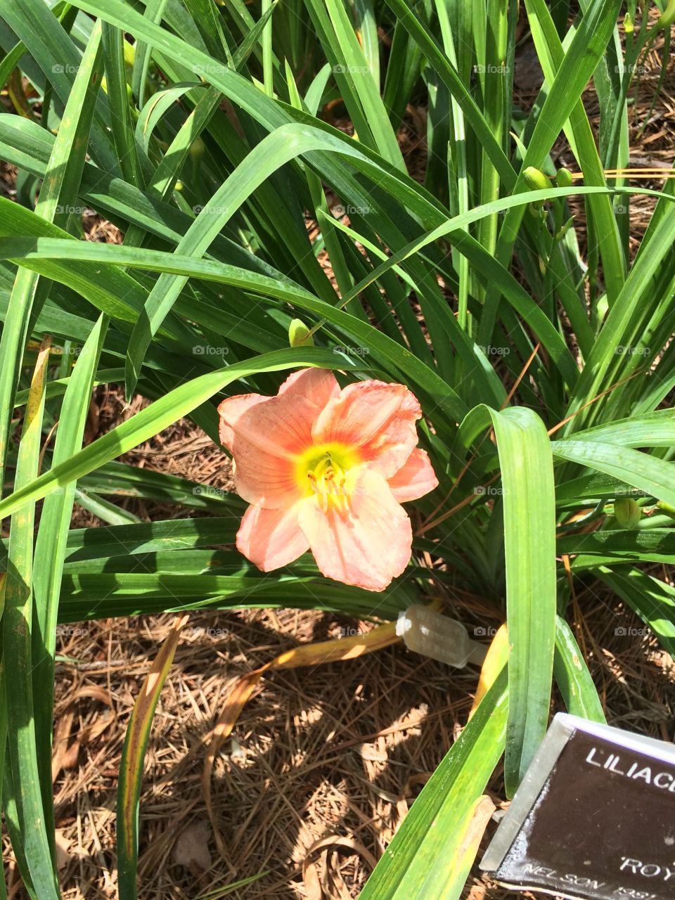 Lily. Peach lily
