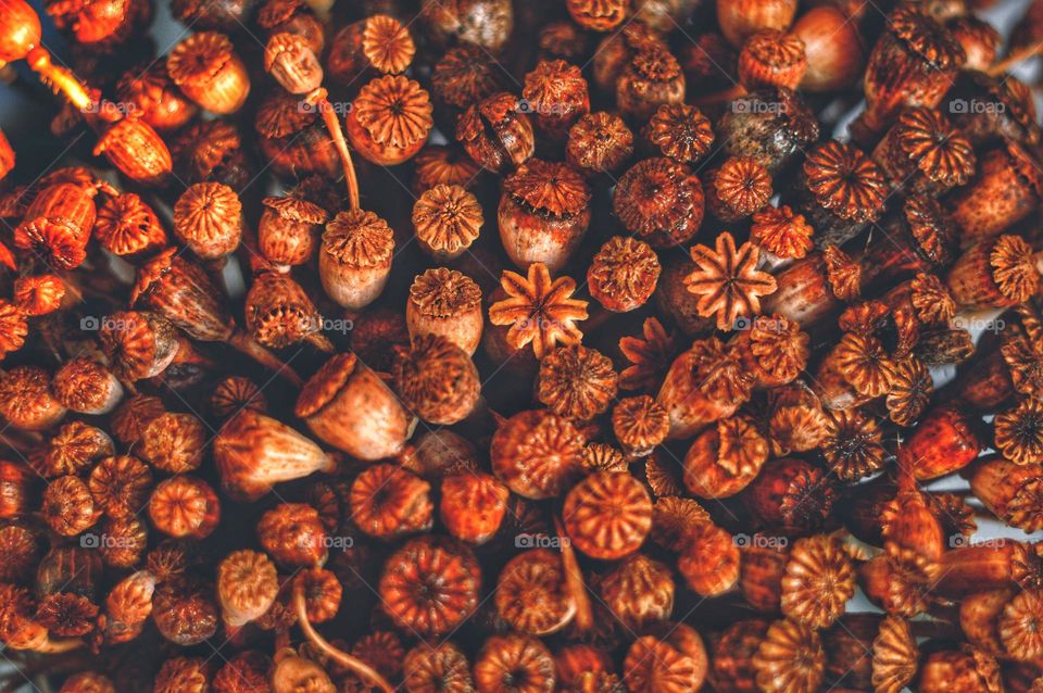 close photo bouquet of dried poppy heads.