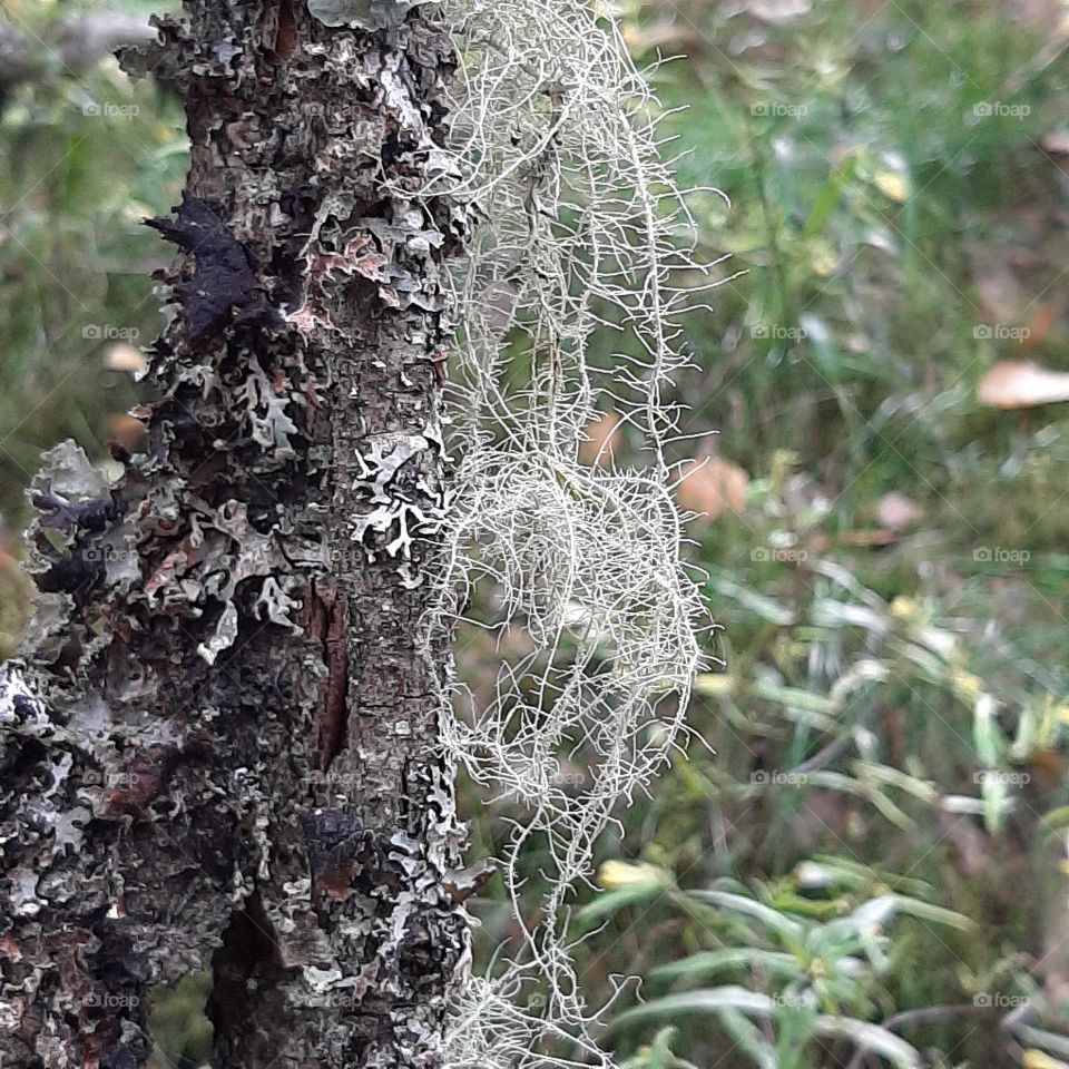 hanging lichen