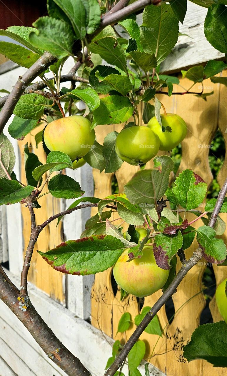 Apples planted in Finland are only ripe for eating in autumn