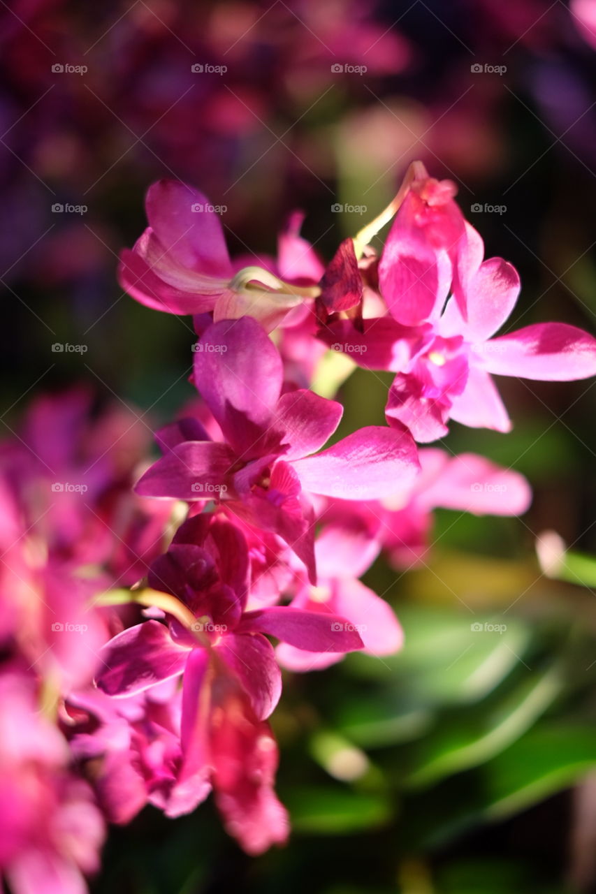 Orchids . Orchids garden 