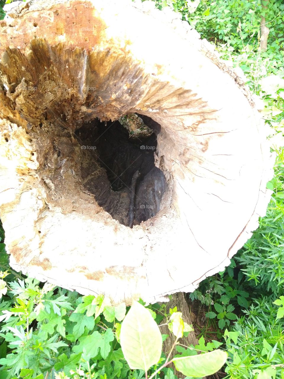 Hollowed tree trunk