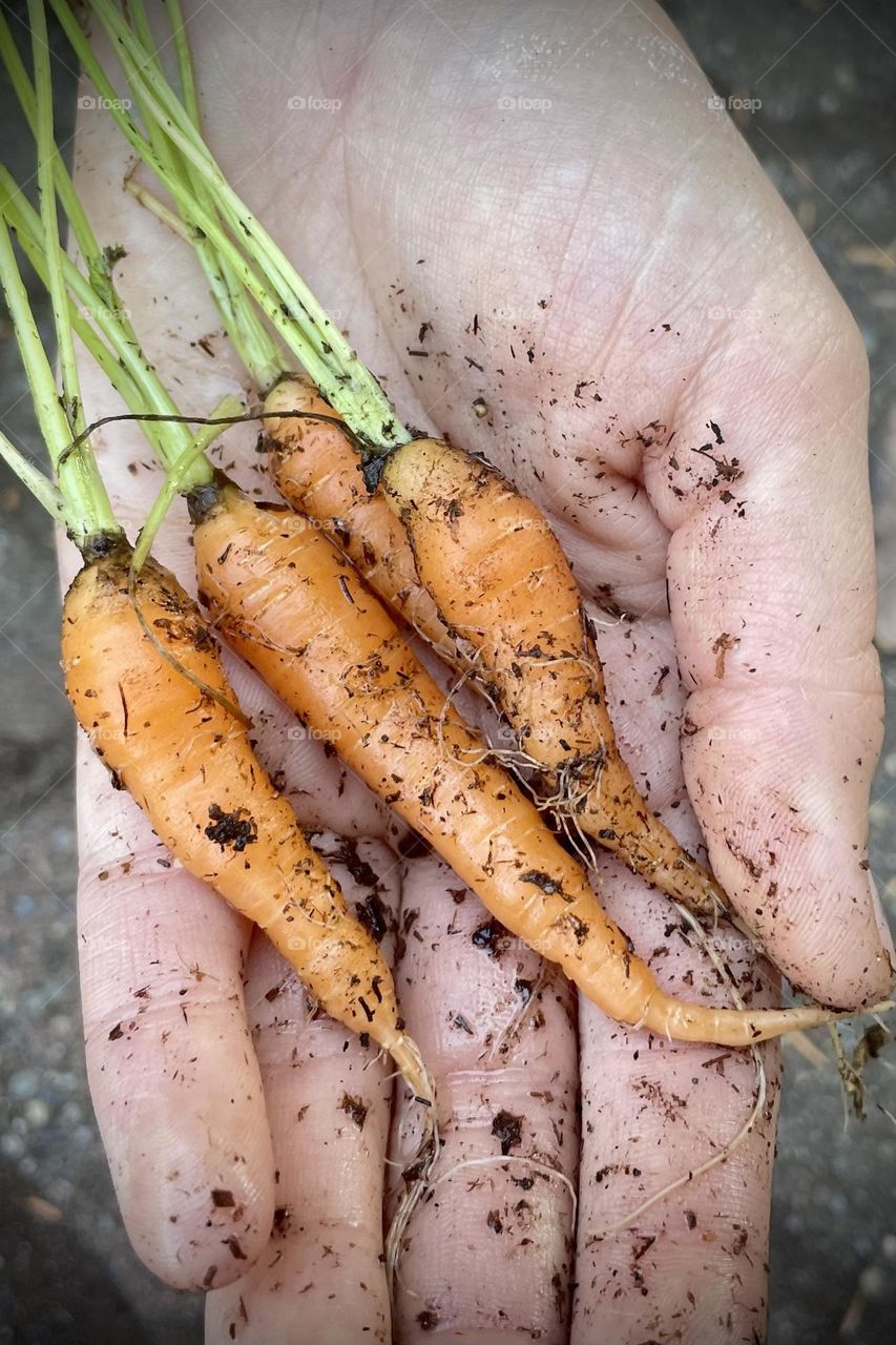 Baby carrots have been freshly pulled from a summer garden after care and cultivation 