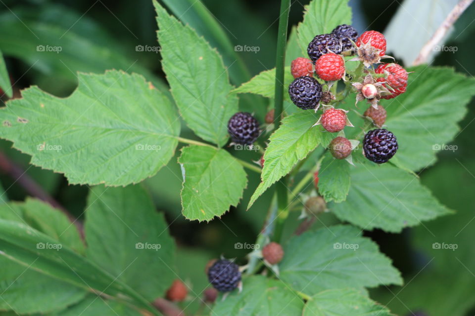 berries