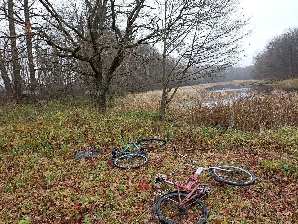 Bicycles in a forest clearing