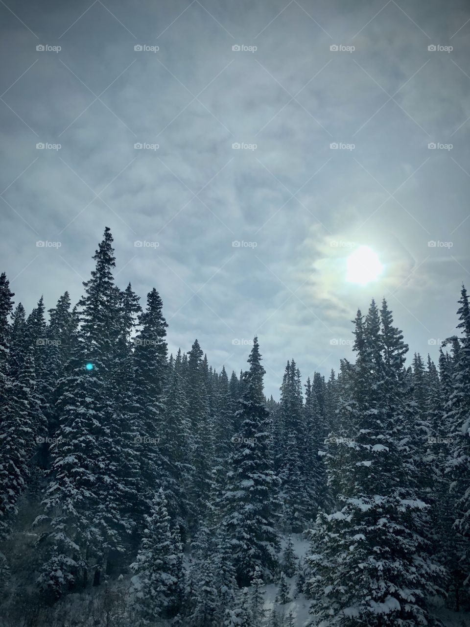 An pine tree forest covered in snow.