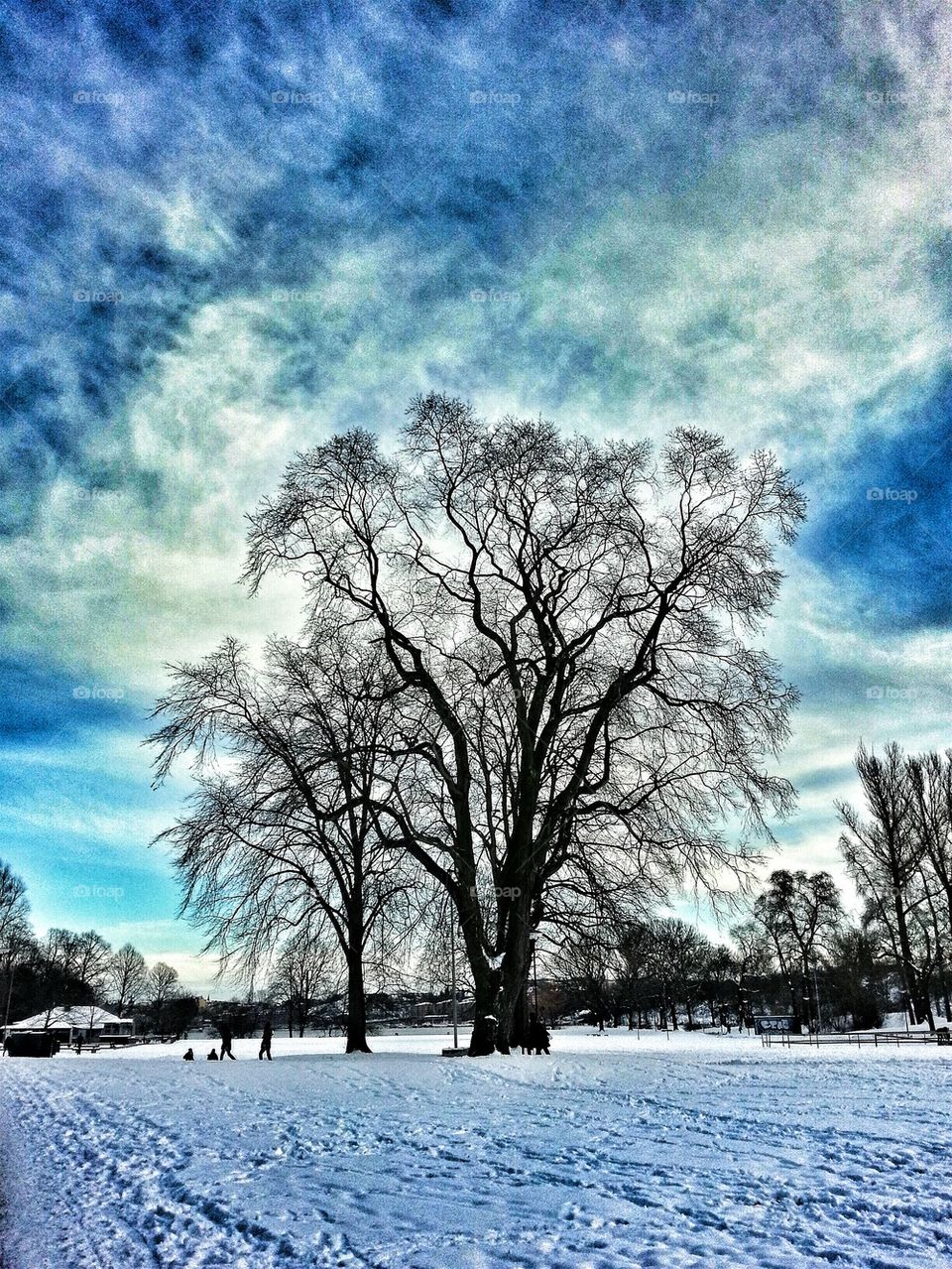 tree in the park in the swedish winter