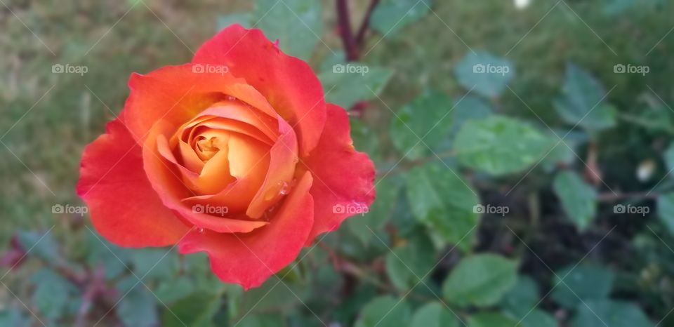orange rose