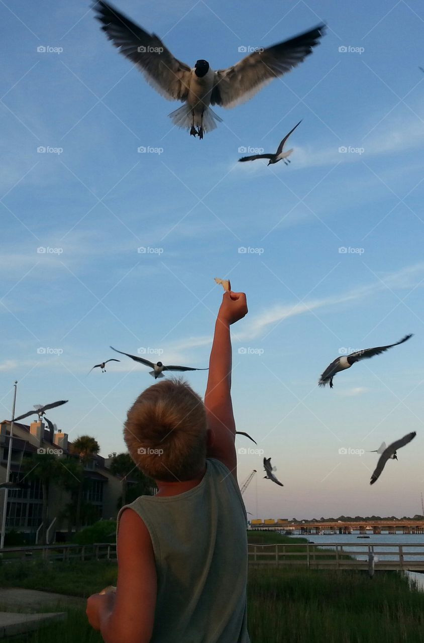 feeding time. my son feeding the seagulls