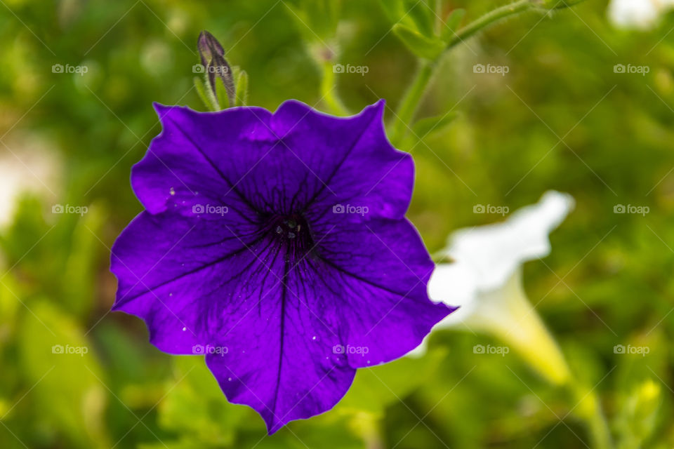 An interesting purple and blue flower with a green and brown background. There’s also a white flower in the background with a gentle blur. 