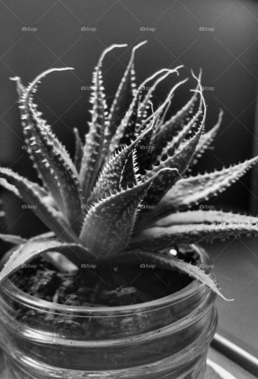 succulent black & white