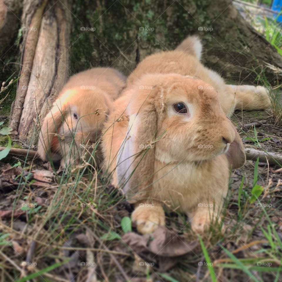 Holland Lop and Her Kit