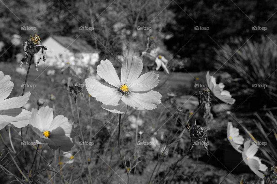 Nature, Flower, No Person, Flora, Field