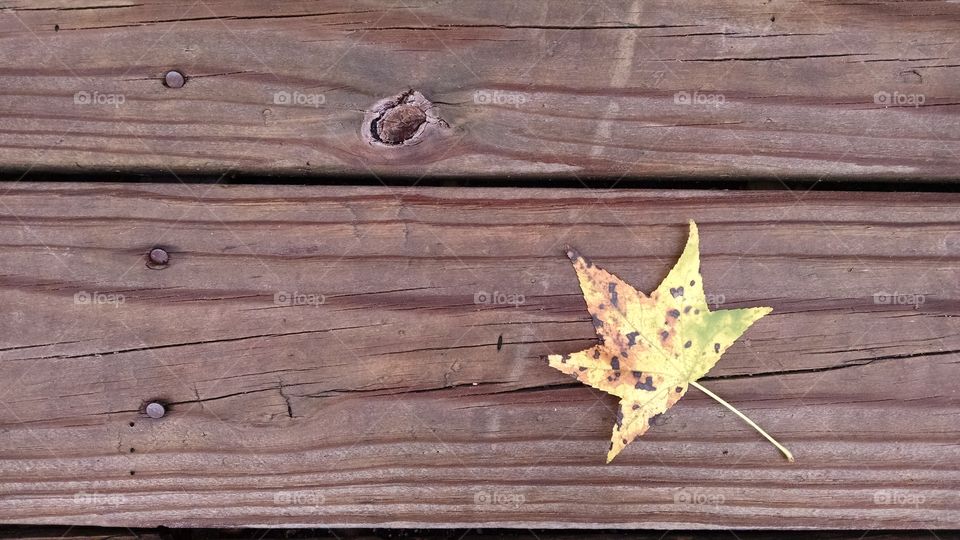Leaf on wood plank