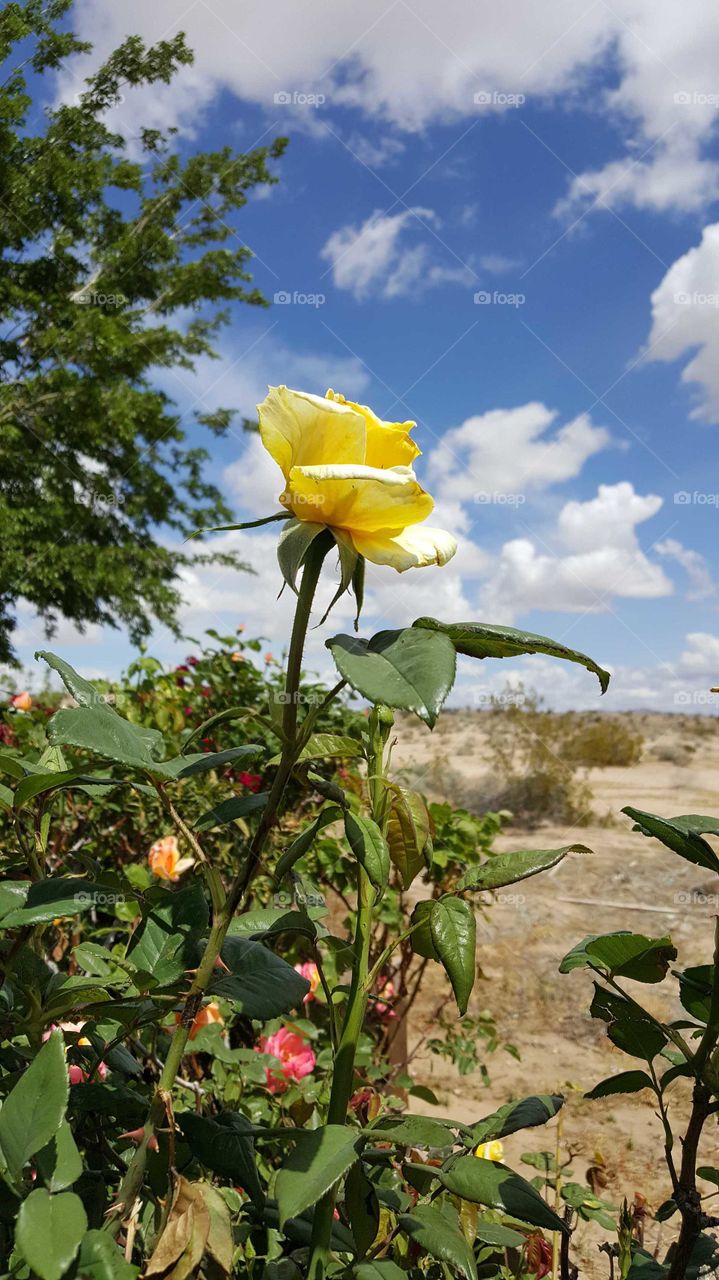 a beautiful yellow rose in the high desert