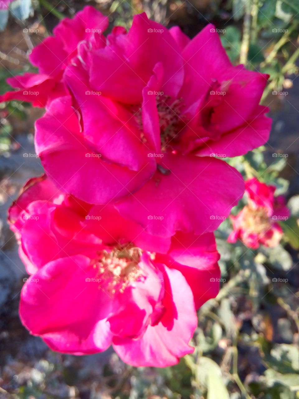 a beautiful flowers in a garden