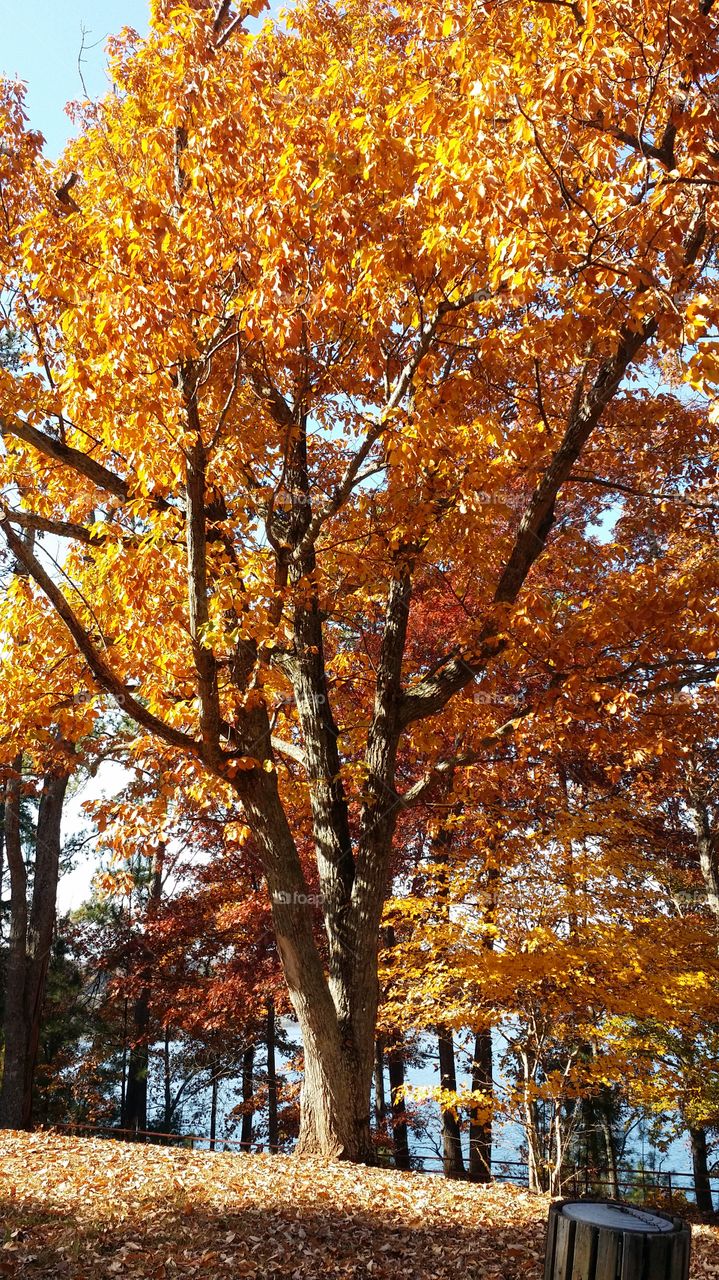 Fall color. captured fall in a warm orange tone