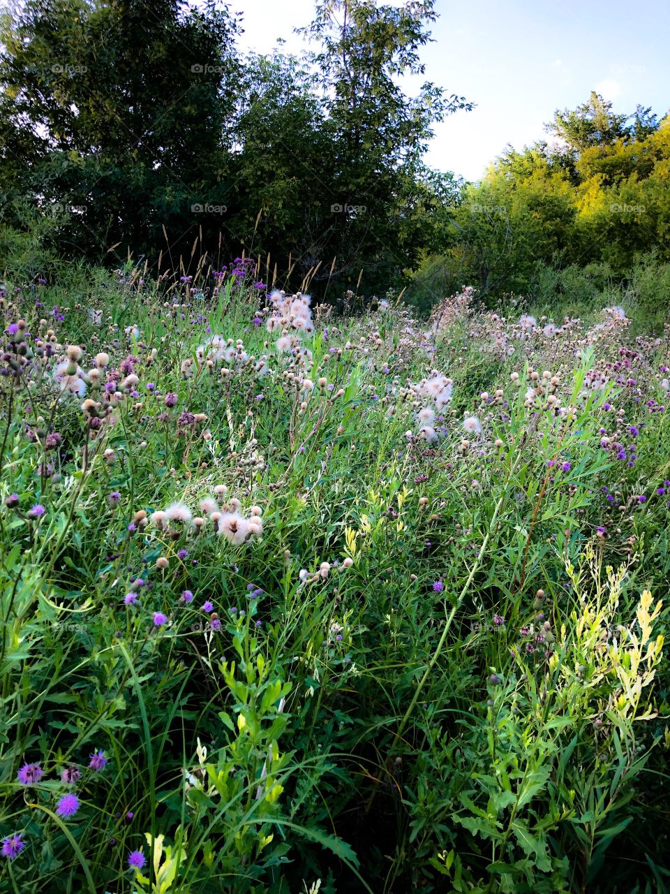 Wildflowers 