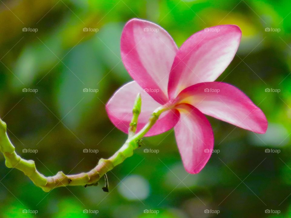 Orchids . Gardens of Villa Vizcaya in Miami FL